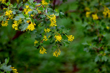 Real floral backround: blooming yellow acacia on a beautiful spring day