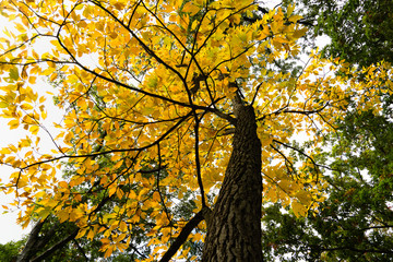 Yellow Leif Umbrella looking up at fall colored trees