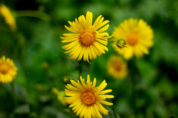 Real floral backround: calendula flowers on the flower bed, summer gardening