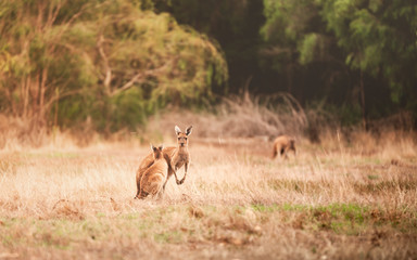Canguros en Australia