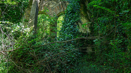 The remains of old building, overgrown with ivy, shrubs and trees. Georgia country. Kutaisi city