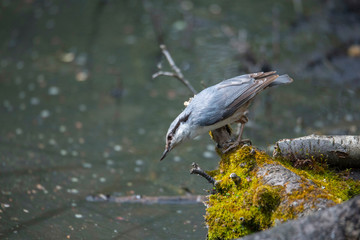 Eurasian nuthatch on a trunk with moss trying to get water from a pond in the district of Bromma in Stockholm