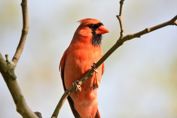 red cardinal on a branch