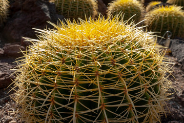 Cactus