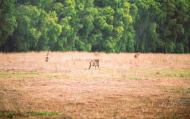 Canguros en Australia