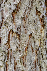 Background image of the bark of a coniferous tree