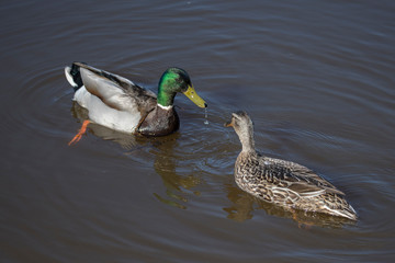 Mallard paring up for mating in a pond in the district of Djurgården in Stockholm a sunny spring morning