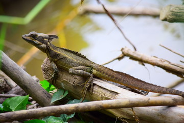 iguana on a tree
