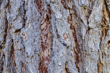 Background image of the bark of a coniferous tree