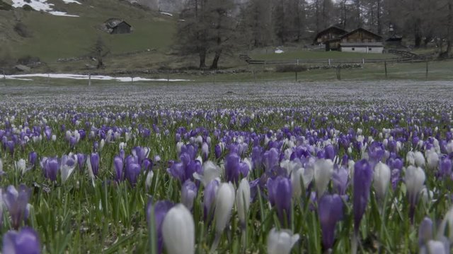Krokus, Krokusse, Blume, Blumen, Bl&uuml;te, Bl&uuml;tenmeer, Blumenwiese, Fr&uuml;hling, Fr&uuml;hbl&uuml;her, Wiese, Almwiese, Gro&szlig;glockner, Alm, Hochtal, K&ouml;dnitztal, J&ouml;rgnalm, Almh&uuml;tten, Haus, Nationalpark, Hohe Tauern, Lu