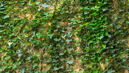 Obraz premium The texture of the old brick wall entwined with ivy. Georgia country. Kutaisi city