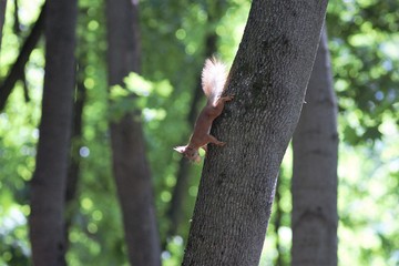 Squirrel In The Park