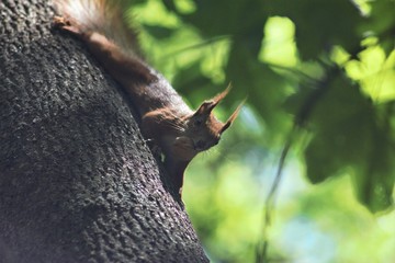 Squirrel In The Park