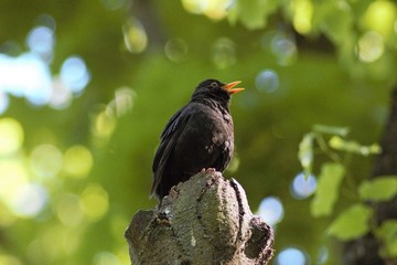 Blackbirds & Thrushes