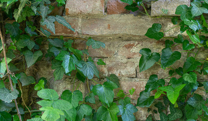 The texture of the old brick wall entwined with ivy. Georgia country. Kutaisi city