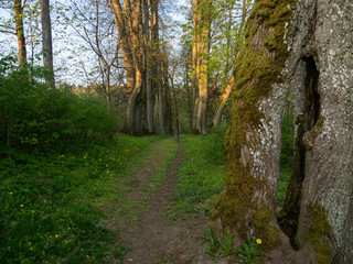Fototapeta premium Forest path near Hancza lake, old trees. Suwalski landscape park, Podlaskie, Poland