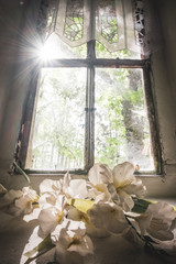 view of old historic wooden closed window of old building in forest with flower inside room and sunbeams