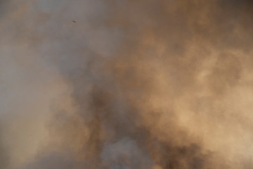 Red raging flame of fire burn in grass fields, forests and black and white smoke to sky. Big wildfire close-up. pollution in air concept. wildfire make to smoke bush pollution in world.