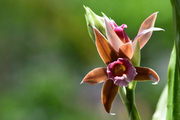 
beautiful orchid
