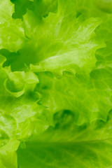 fresh lettuce