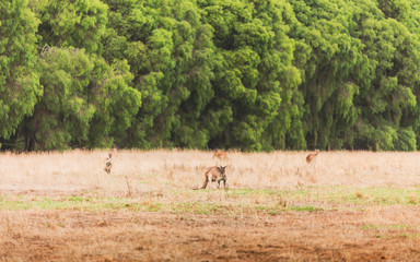 Canguros en Australia