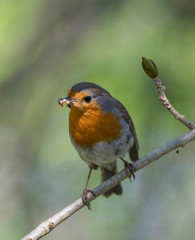 Fototapeta premium Robin on a branch in a park in the district Bromma in Stockholm