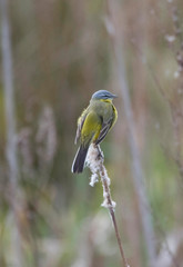 Yellow wagtail on a reeds at a pond in the district of Bromma in Stockholm.