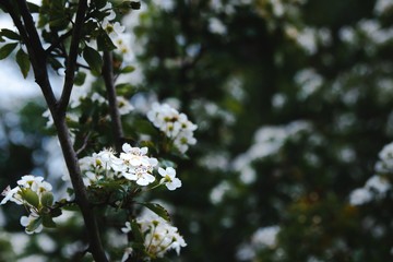 white flowers of a tree