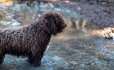 Curly haired dog standing in shallow water resting, looking into the distance. Tired from playing in the summer heat
