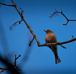 Little bird