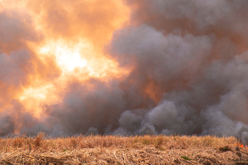 Fototapeta na wymiar smoke pattern background of fire burn in grass fields