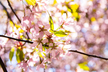 Cherry tree blossom, Kirsikkapuisto (Cherry Tree Park) in Roihuvuori, Helsinki, Finland