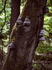 Baum mit Baumpilzen