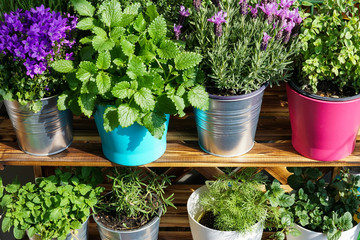 Flowers and herbs in pots on a balcony