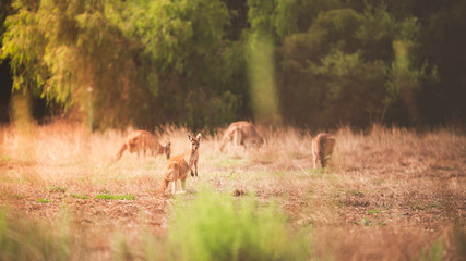 Canguros Australia 