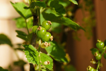 Green unripe redcurrant berries in the sun