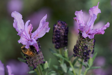 Bee on Purple Lavender Feeding