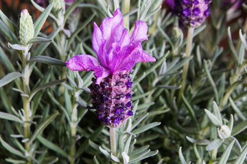 Obraz premium close up of lavender flowers