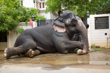 TIRUNELVELI,TAMILNADU/INDIA-AUG 27 2016 :  full view of elephant taking rest after bathing in water hose pipe with the help of a man in front of a building. side close up view of elephant taking rest 