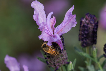 Bee on Purple Lavender Feeding