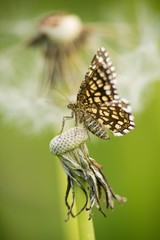 The first spring butterfly on a flower on a spring background.