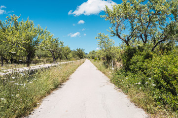 Path through the vegetation