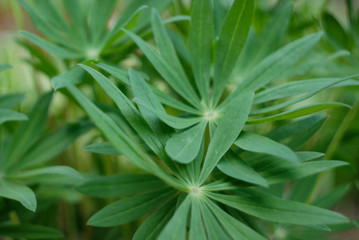 close up of lupin leaves