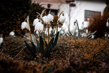 the snowdrops bloom in the spring, the snow is gone and the first spring flowers are growing