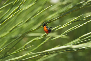 Ladybug holding on a branch