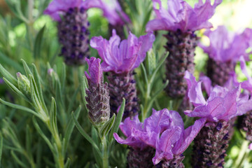 Fototapeta premium close up of lavender flowers
