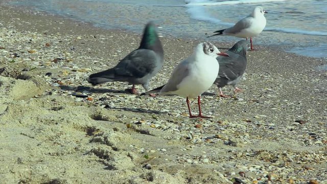 Seagulls and pigeons walk along the seashore