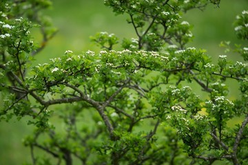 White spring flowers of apple tree on nature background.