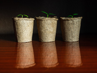 Green fragile seedlings in eco- friendly pots on a black background are reflected in the table surface. Growing and breeding plants, transplanting seedlings in the spring. Plant breeding