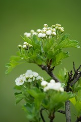 White spring flowers of apple tree on nature background.